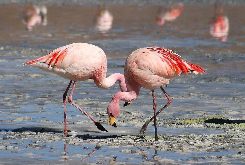 Astonishing Method Used by Flamingos to Feed Their Chicks Leaves Spectators in Awe