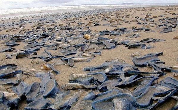 Araştırmacılar çalışmalarında 300 kumsalda gerçekleştirilen gözlemlere dayanarak en yoğun ölümlerin 2015 ve 2019 yılları arasındaki ilkbahar aylarında yaşandığını bildirdiler. Bu dönemler "damla" adı verilen denizlerdeki büyük bir sıcak dalgayla çakışıyordu.