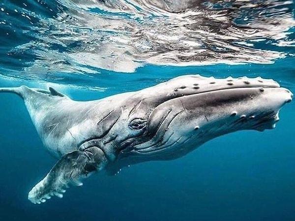 28. Devasa boyutlarına ve suda yaşamalarına rağmen mavi balinalar birer balık değil, memelilerdir.