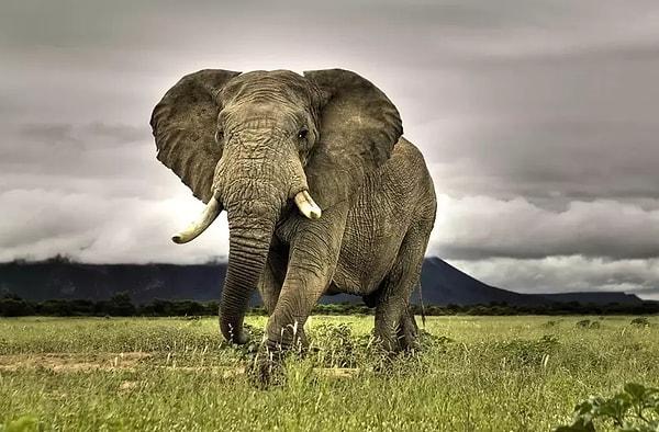 Botsvana'nın mevcut fil nüfusunu azaltmak için halihazırda Angola'ya 8 bin fil verdiğini hatırlatan Masisi, fil nüfusunun korunmasına yönelik faaliyetlere devam etmeleri durumunda Almanya'ya 20 bin fil gönderebileceklerini ifade etti. Masisi, bunun bir şaka olmadığını vurgulayarak, hayır cevabını da kabul etmeyeceklerini belirtti.