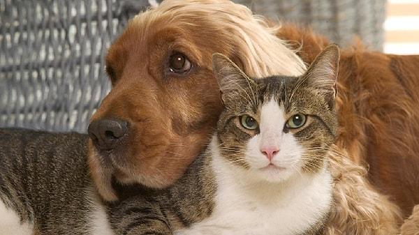 Fransız bir çiftin 80 metrekarelik evlerinde 159 kedi ve 7 köpek beslediği ortaya çıktı.