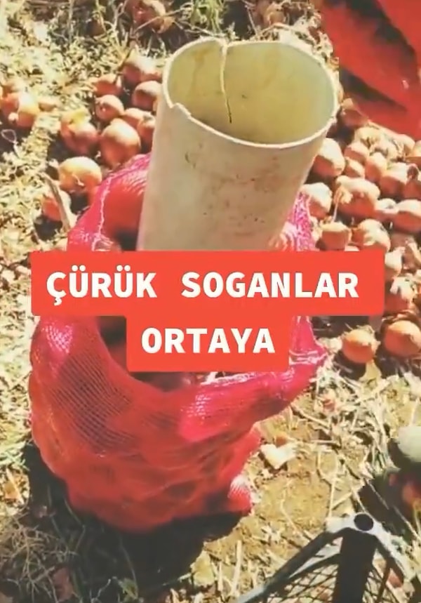 Böylelikle müşteri çuvala dışardan baktığında yalnızca kenarlardan gözüken diri soğanları gördüğü için onlara aldanıp satın almış oluyordu.