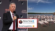 Seçimi Kazanan Mansur Yavaş'tan Ankara'ya Giriş Yapan Flamingolara "Hoş Geldiniz" Mesajı!