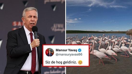 Seçimi Kazanan Mansur Yavaş'tan Ankara'ya Giriş Yapan Flamingolara "Hoş Geldiniz" Mesajı!