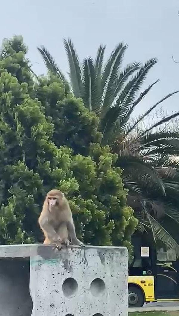 Toplu taşıma araçlarından inen vatandaşlar bir parke taşının üstünde duran maymunu görünce neye uğradıklarını şaşırdı.