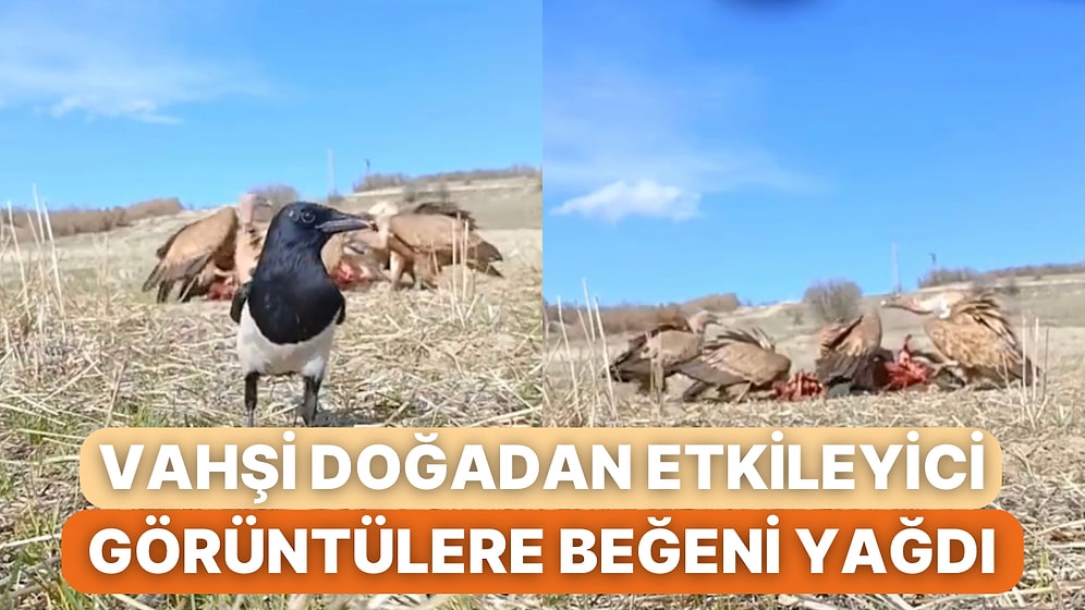 Avladıkları Canlının Başına Biriken Kuşların O Anları İzleyicileri Etki Altına Aldı