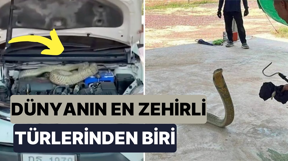 Tayland'da Bir Garajdaki Otomobilin İçinden Dünyanın En Zehirli Yılanı Olarak Bilenen Kral Kobra Çıktı