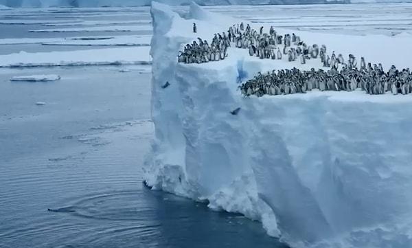 Bebek penguenlerin ilk kez kayalıklardan suya atladığı anlar sosyal medyada beğeni topladı.