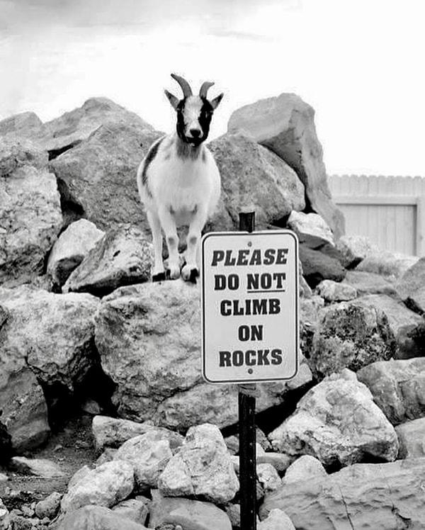 12. "Lütfen kayalara tırmanmayın."