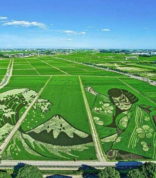 1. Japon pirinç tarlasında yapılan bir sanat eseri!
