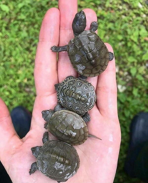 2. Her birinin deseni birbirinden farklı olan minik kaplumbağalar.