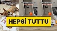Tüm Gözler Onda! Küçük Köpek Hangi Sepete Basket Attıysa Şampiyonlar Ligi'nde O Takım Bir Üst Tura Çıktı