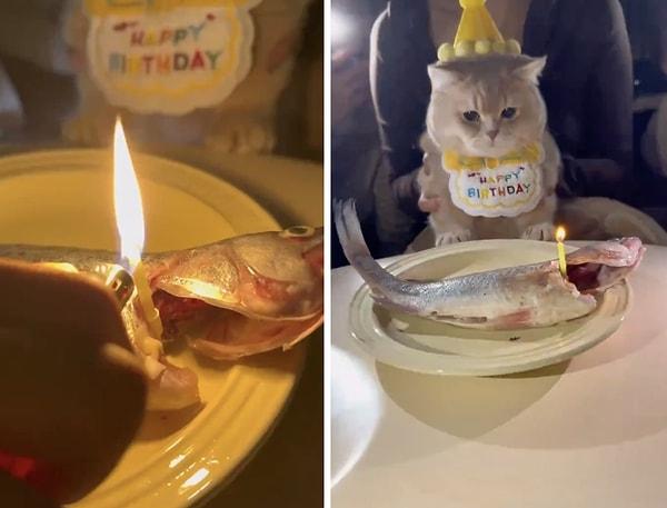 Bir kediye insan dostları tatlı bir doğum günü partisi hazırladı.