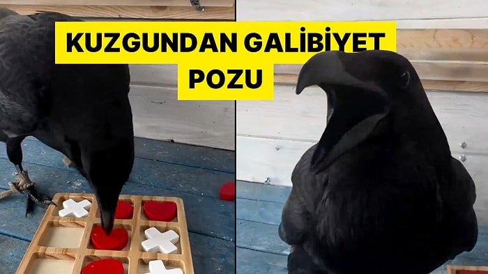 Sahibiyle Oynadığı Üç Taş Oyunundan Net Bir Galibiyet Alan Kuzgun