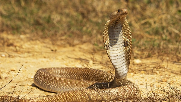 Peki ya zehirlenmiş avı yediklerinde ne oluyor? Burada işin içine yılanların mideleri giriyor! Zehir, protein bazlı bir toksindir ve yılanların mide asitleri bu proteinleri parçalayarak etkisiz hale getirir.