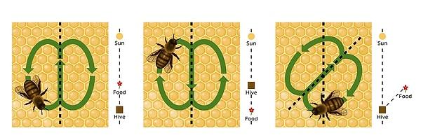 4. Arılar birbirleriyle özel dansları aracılığıyla iletişim kurar.