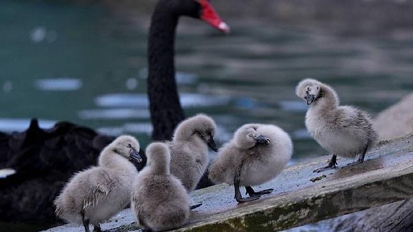 Başkent Ankara'nın simge yerlerinden Kuğulu Park'ta 5 siyah kuğu yavrusu dünyaya geldi Mart ayında.