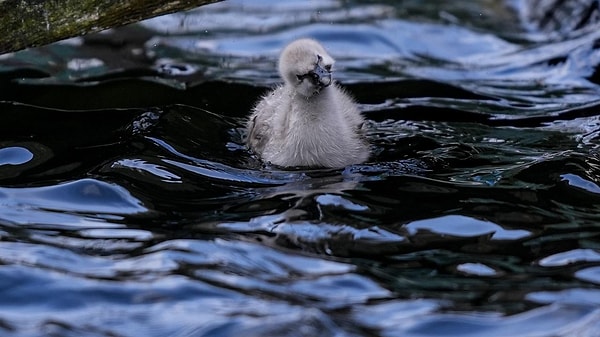 Kuğulu Park'ın 5 bebek kuğusunu görmek için planlar yapılmaya, hatta çiftler arasında romantik randevular yapılmaya başlandı.