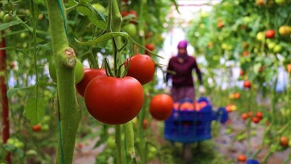 Burdur'un tescillenmesi için başvurusunu yapacağı ürünler arasında Söğüt domatesi yer alıyor.