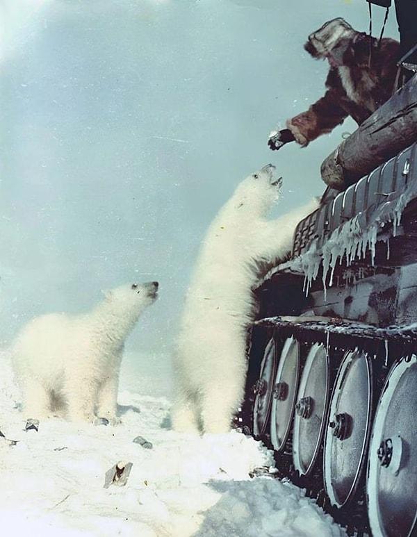 12. Çukçi Yarımadası'nda bir kutup ayısını sütle besleyen bir Sovyet askeri. (1950'ler)
