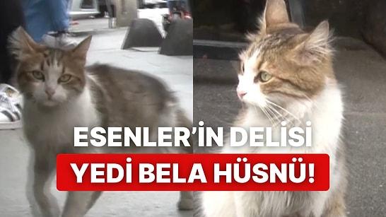 İstanbul Esenler’de Sokaktan Geçenlere Kök Söktüren Kedi “Yedi Bela Hüsnü”