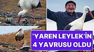 Balıkçı Adem Yılmaz'ın Dostu Yaren Leylek ve Eşi Nazlı'nın 4 Yavrusu Oldu
