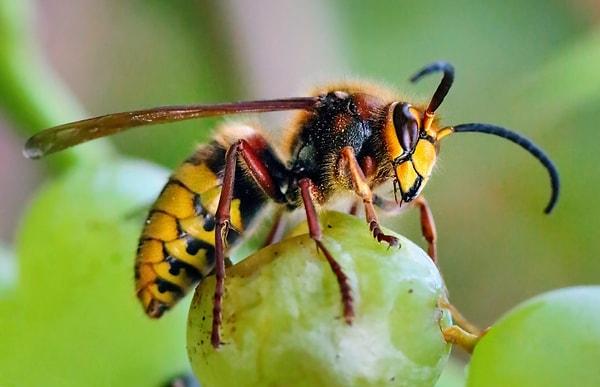 Hornets can sting multiple times!