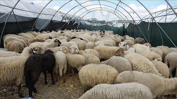 Diyanet'in kurban ücretleri ne kadar artıı?