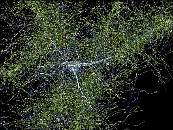 Son hedef, fare beyninin sinirsel bağlantılarının yüksek çözünürlüklü haritasını oluşturmak!