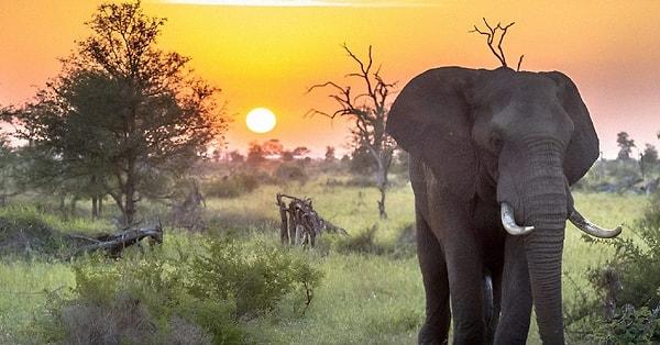 4. Kruger Ulusal Parkı