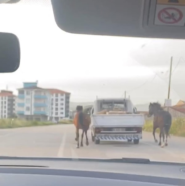 Direksiyon başına geçen sürücü atları trafikte dakikalarca koşturdu. O anları gören vatandaşlar sürücüye tepki gösterdi.