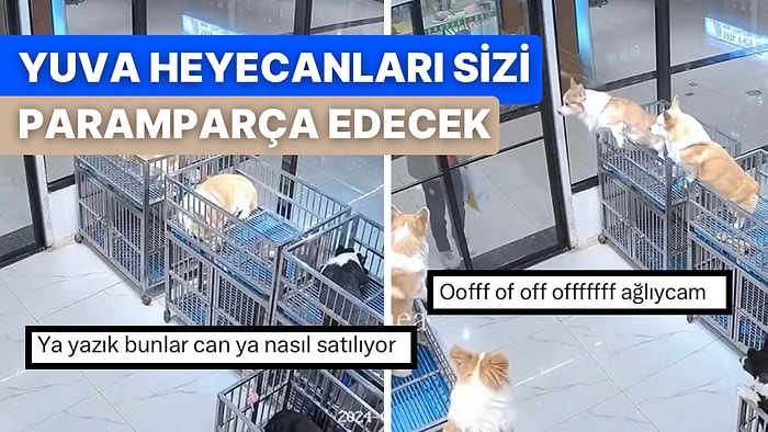 Bir Göz Odada Yuvalanmayı Bekleyen Çaresiz Köpeklerin İnsan Görünce Yaşadıkları Heyecan Yürekleri Burktu