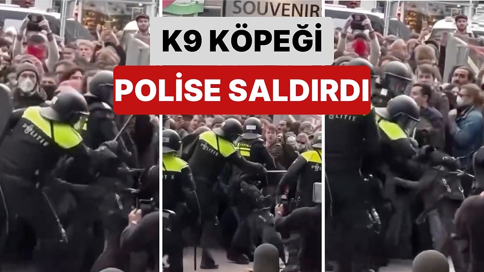 Amsterdam’da Polis İsrail Karşıtı Protesto Yapan Göstericilere Müdahale Edeceği Sırada K9 Köpeği Polisi Isırdı