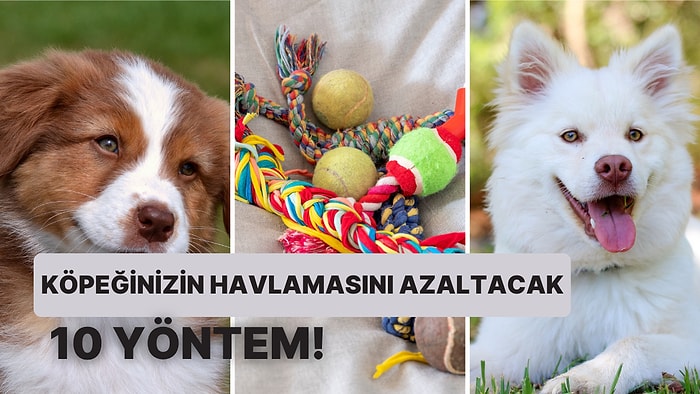 "Köpeğim Çok Havlıyor" Diyenler Buraya! Derdinize Derman Olabilecek 10 Şey