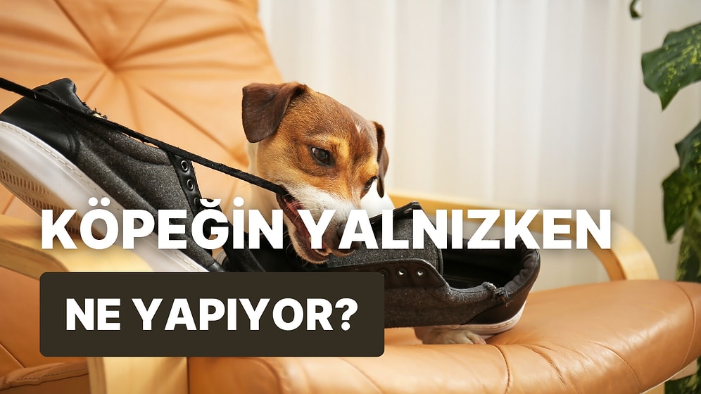 Köpeğin Sen Evde Yokken Ne Yapıyor?