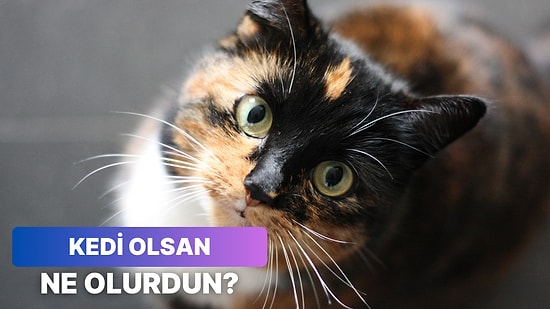 Bir Kedi Olsaydın Cinsin Ne Olurdu?