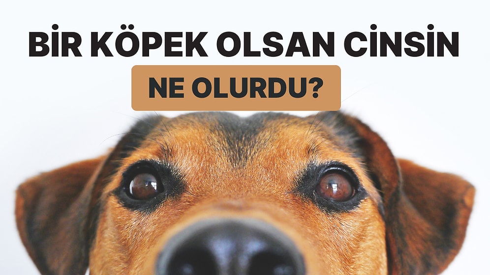 Bir Köpek Olsan Cinsin Ne Olurdu?