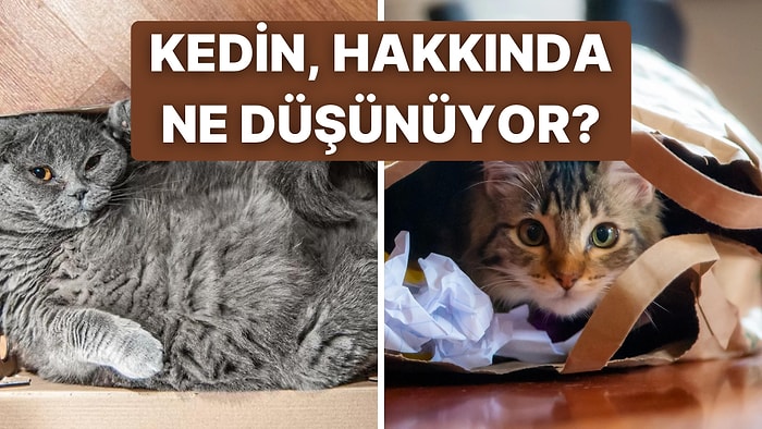 Kedin Senin Hakkında Ne Düşünüyor?