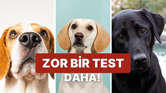 Köpek Seçimlerine Göre Karakterini Analiz Ediyoruz!