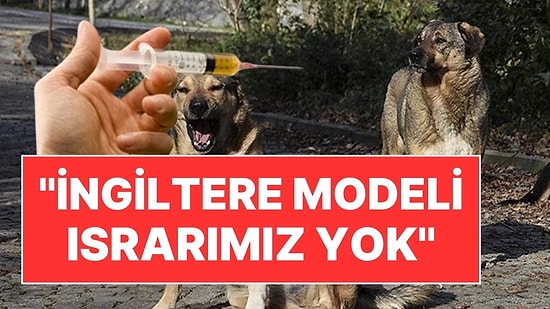 Sokak Köpeklerinin Öldürülmesine İlişkin AK Parti'den Yeni Açıklama: "İngiltere Modeli Israrımız Yok"