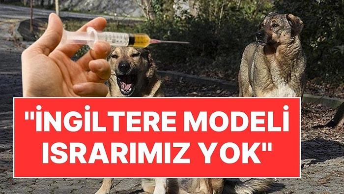 Sokak Köpeklerinin Öldürülmesine İlişkin AK Parti'den Yeni Açıklama: "İngiltere Modeli Israrımız Yok"
