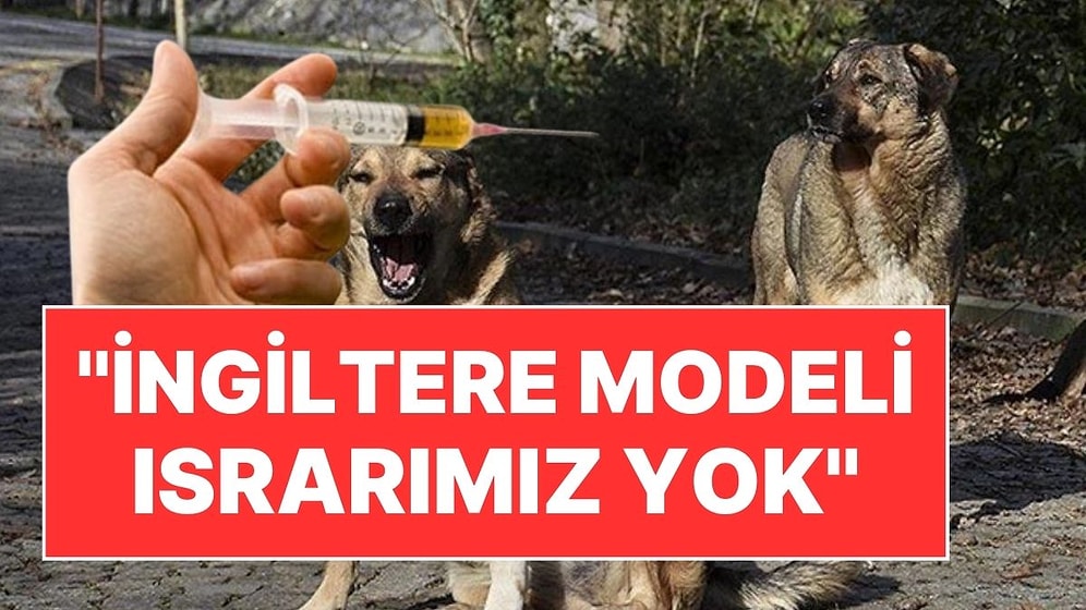 Sokak Köpeklerinin Öldürülmesine İlişkin AK Parti'den Yeni Açıklama: "İngiltere Modeli Israrımız Yok"