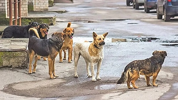 Sokak hayvanlarına yönelik yasa tasarısının Meclis'e geleceği konuşulurken, 'uyutma' teklifine dair haberler tüm ülkenin gündemi haline geldi.