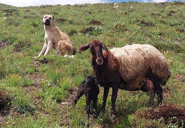 DHA’dan Turgay İpek’in haberine göre çobanlar yayladan döndüklerinde köpekleri Kral’ın ve gebe koyunun eksik olduğunu fark etti.
