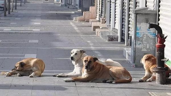Başı boş köpeklerle ilgili hazırlanan Sokak Hayvanları Yasası gündemde...