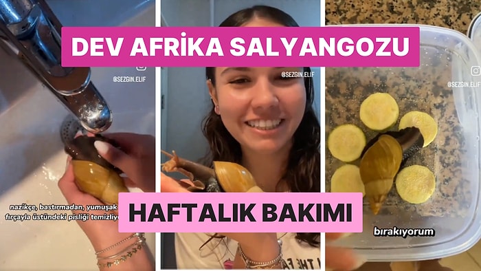 Evde Dev Bir Afrika Salyangozu Beslemenin ve Bakımının Detaylarını Görünce Şaşıracaksınız!