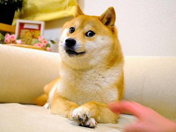 Shiba Inu cinsi dişi köpek Kabosu, 2010 yılında şaşkın bir ifade ve çapraz patileriyle poz verdiği bir fotoğrafı sosyal medyada yayılınca ünlü olmuş, 2013 yılında da Kabosu'nun resminin resmi logo olarak kullanıldığı Dogecoin piyasaya sürülmüştü.