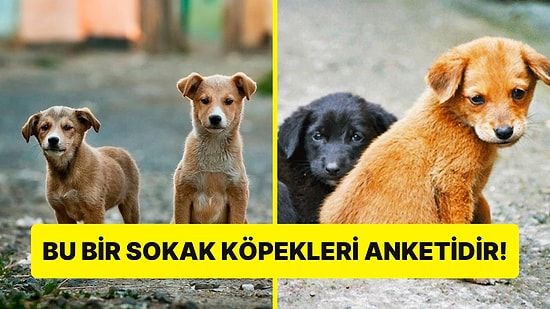 Bu Bir Sokak Köpekleri Anketidir!