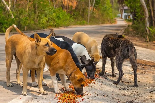 Peki kapının önüne kedi, köpek için mama veya su koyar mısın?