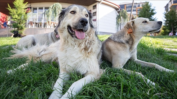 Sokak köpekleri için sence en doğru çözüm nedir?